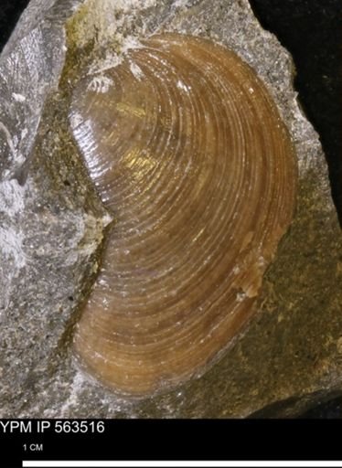 Limopsis striatopunctatus
