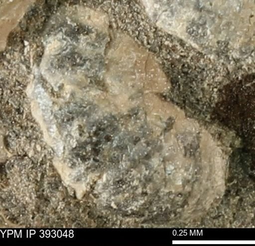 Scaphites sp.