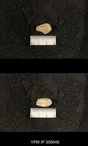 Phestia bellistriata