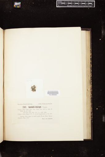 Geminella interrupta