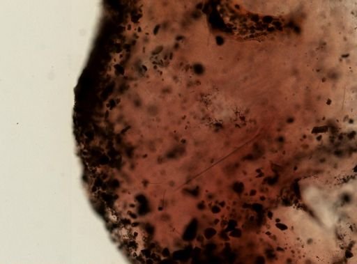 Ircinia strobilina