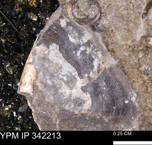 undet. Mollusca