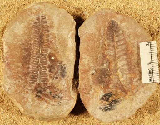 Pecopteris