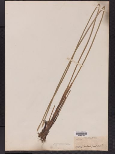Eleocharis