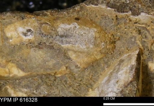 Protocardia subquadrata