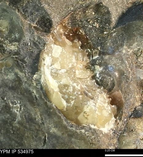undet. Scaphitidae