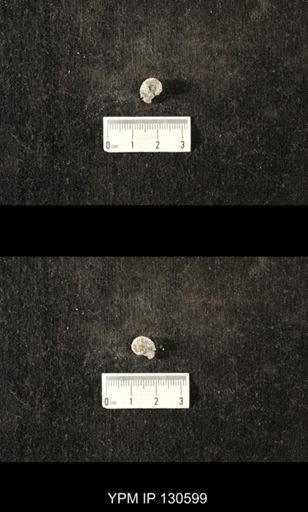 Platyostoma sp.