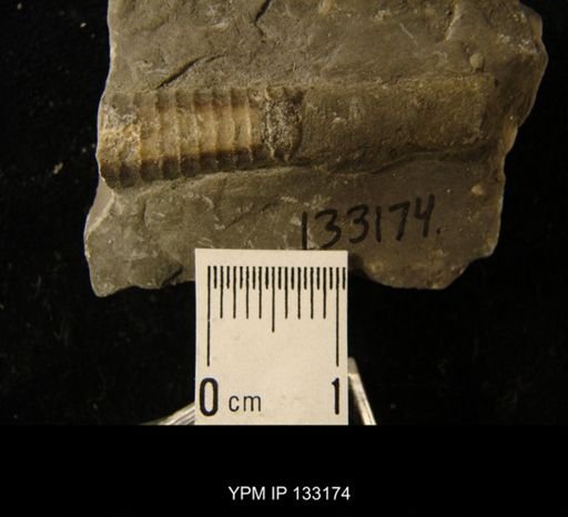 Orthoceras nuntium