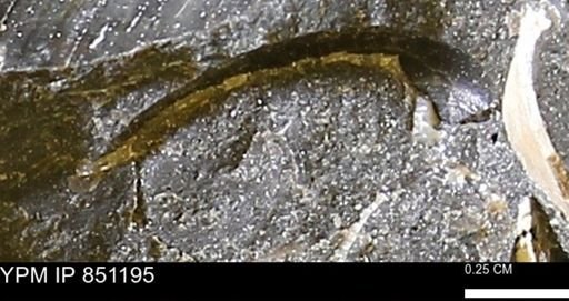 Limopsis striatopunctatus