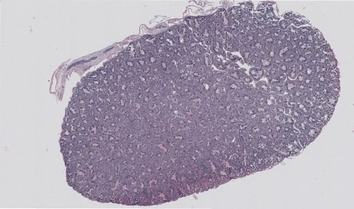 Rana clamitans