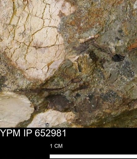 Gastropoda