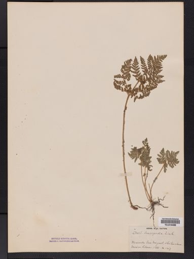 Cheilanthes