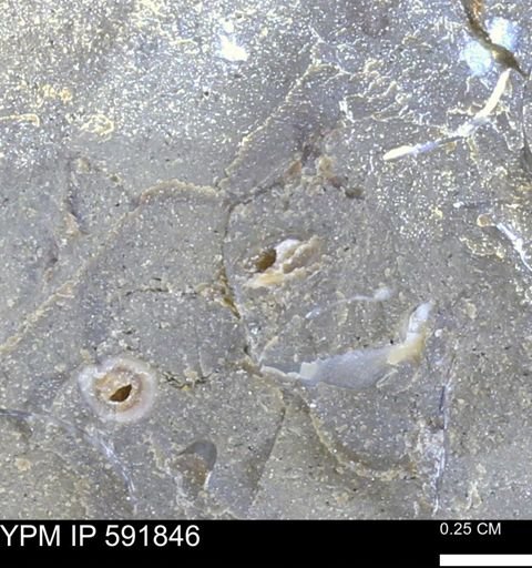 Mollusca