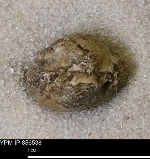 Protocardia sp.