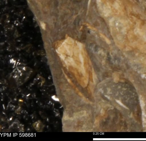 undet. Mollusca