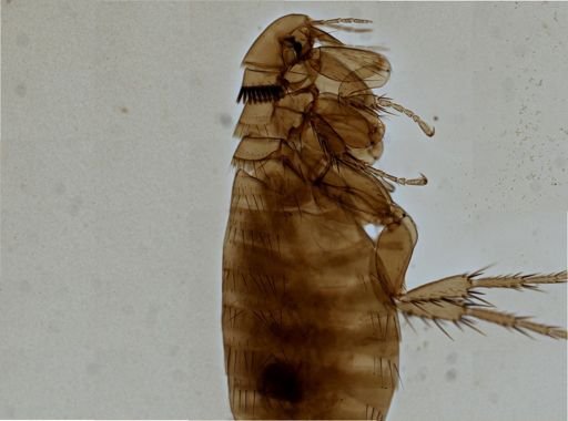 Nosopsyllus fasciatus