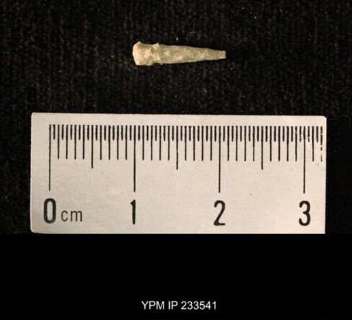 Archaeocidaris sp.