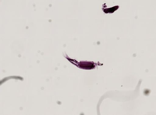 Paranebalia longipes