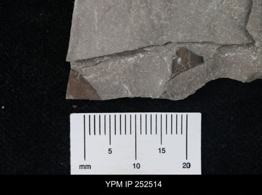 undet. Eurypterida