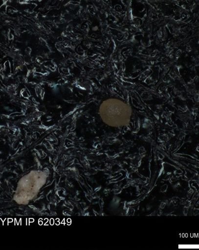 undet. Foraminiferida