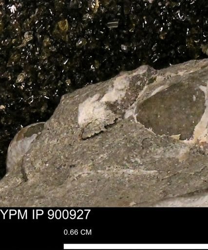 undet. Mollusca