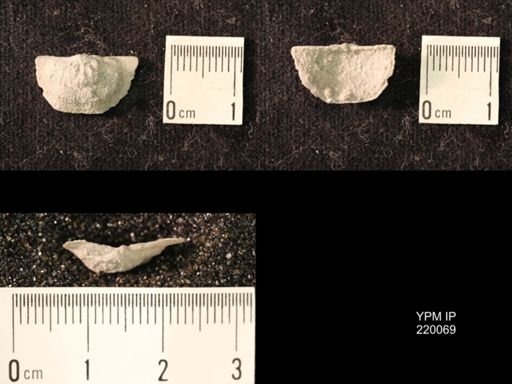 Chonetina flemingi alata