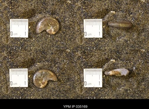 Discoscaphites rossi