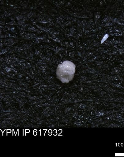 undet. Foraminiferida