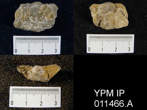 Linoproductus cora