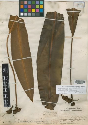 Elaphoglossum sporadolepis