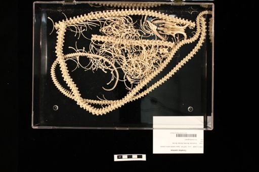 Corallus caninus