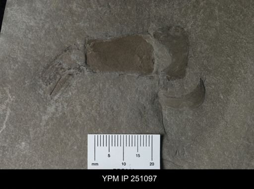undet. Phyllocarida