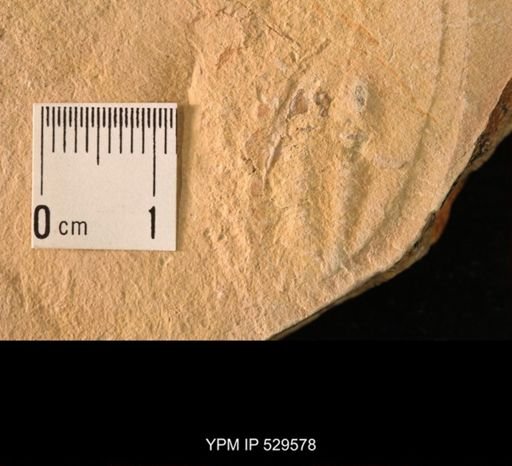 Trilobita