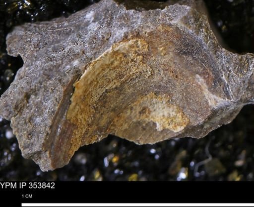 undet. Bivalvia