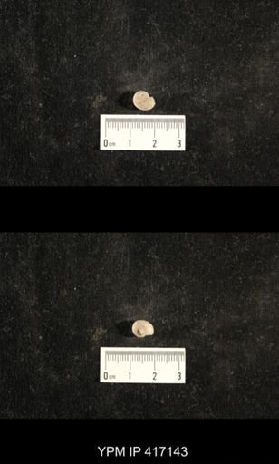 Euphemites carbonarius