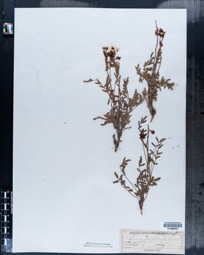 Plantae