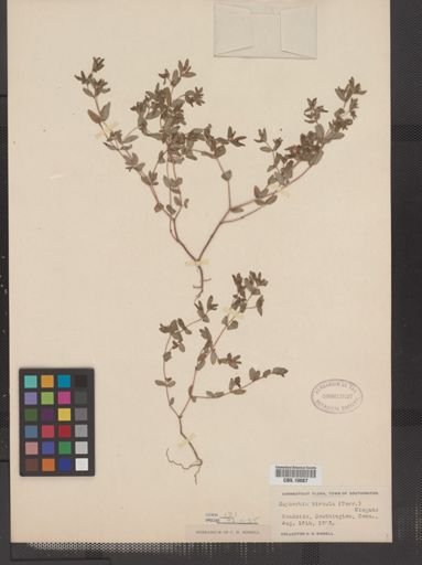 Euphorbia vermiculata