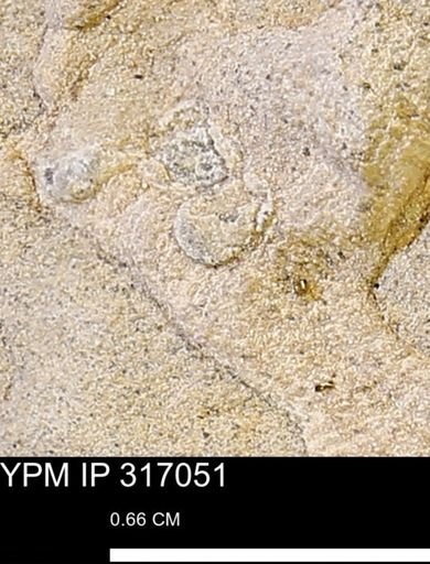 undet. Mollusca