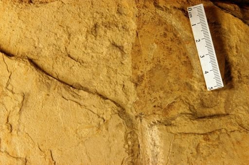 Celastrus typicus