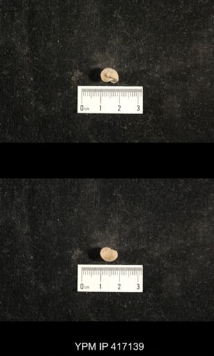 Euphemites carbonarius