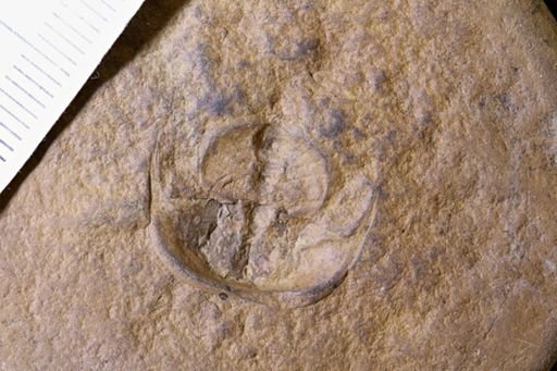 Euproops danae
