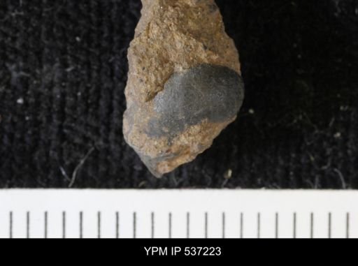 Viviparus montanaensis