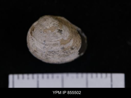 Limopsis striatopunctatus