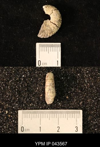Hoploscaphites nicolletii