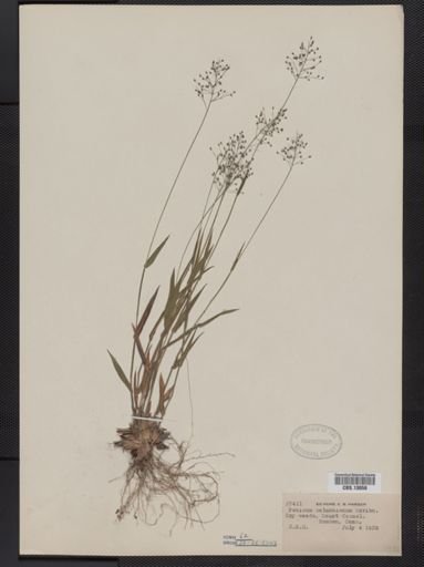 Panicum columbianum