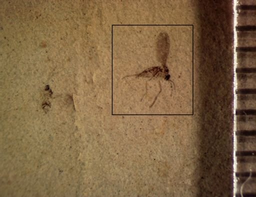 undet. Diptera