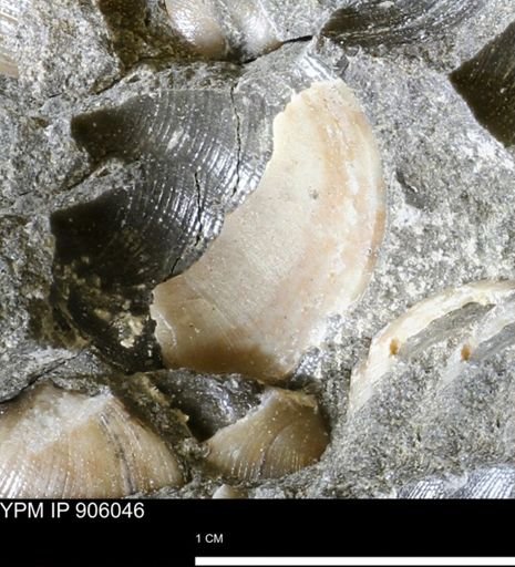 Limopsis striatopunctatus