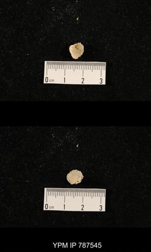 undet. Brachiopoda