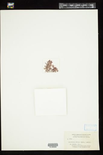 Laurencia obtusa