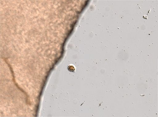 Rotifera